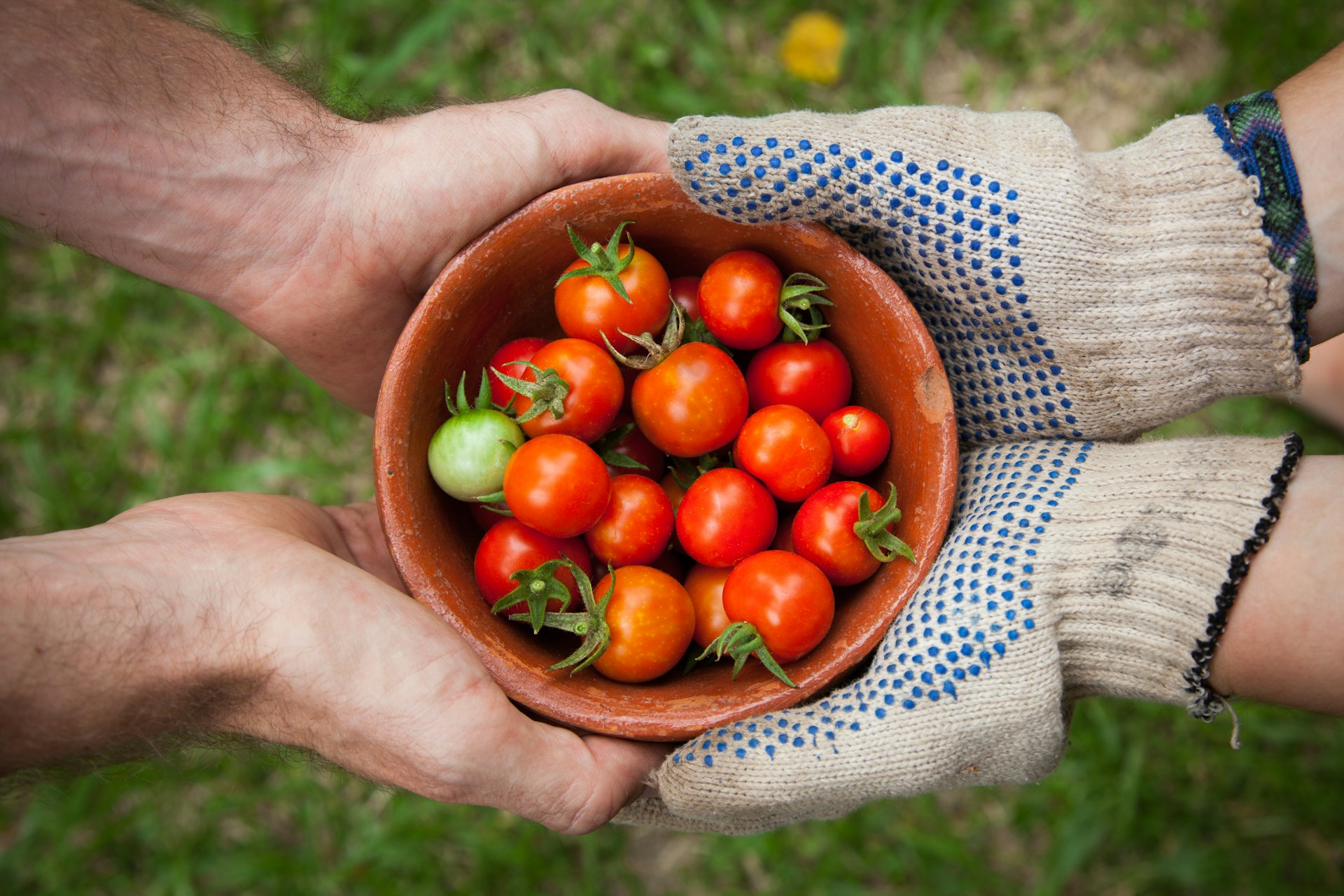 Two people holding a bowl of cherry tomatoes for blog post on food insecurity.