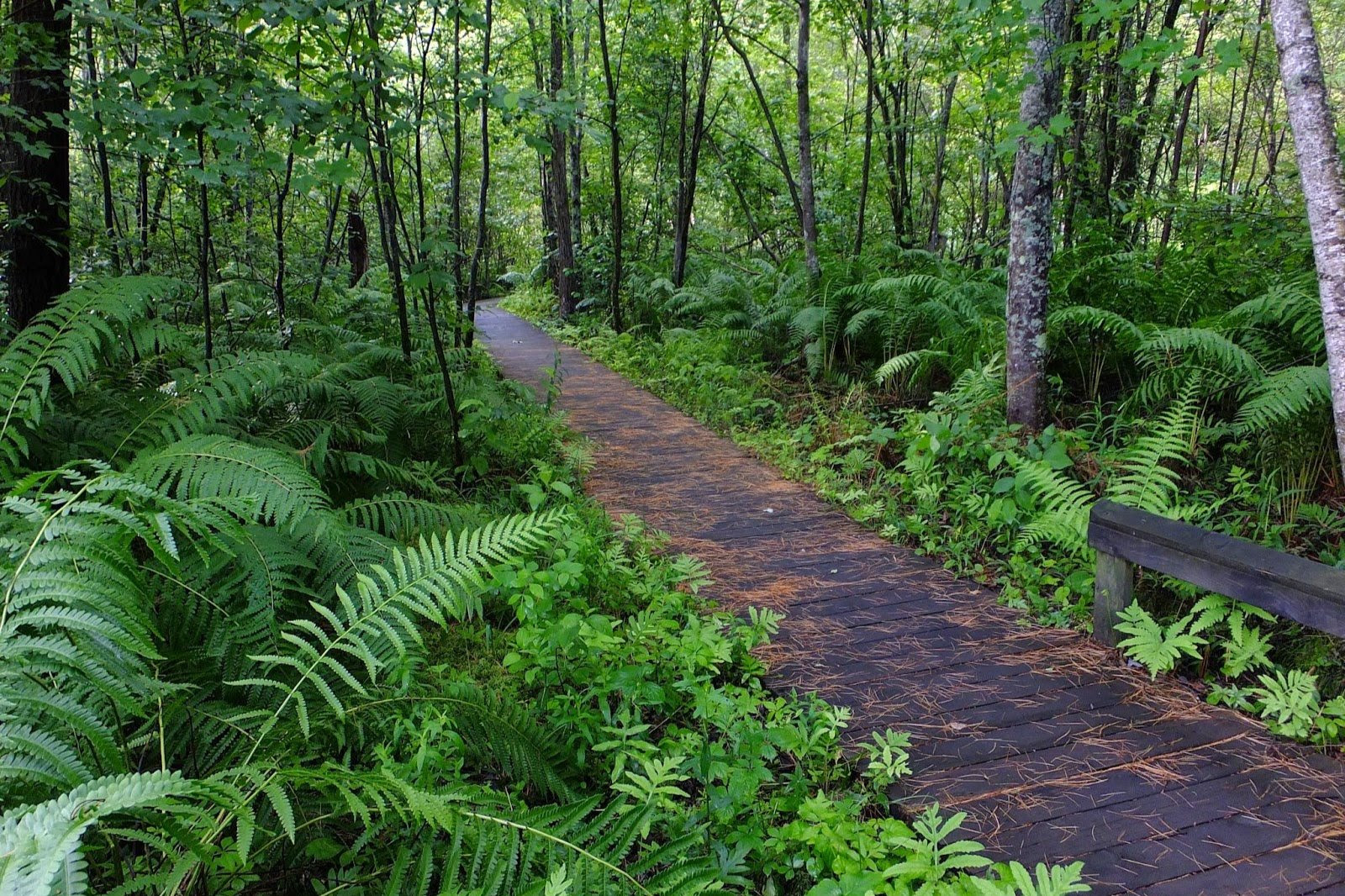 a wooden boardwalk leading into the lush greenery of the Camp Newaygo Wetland Trail