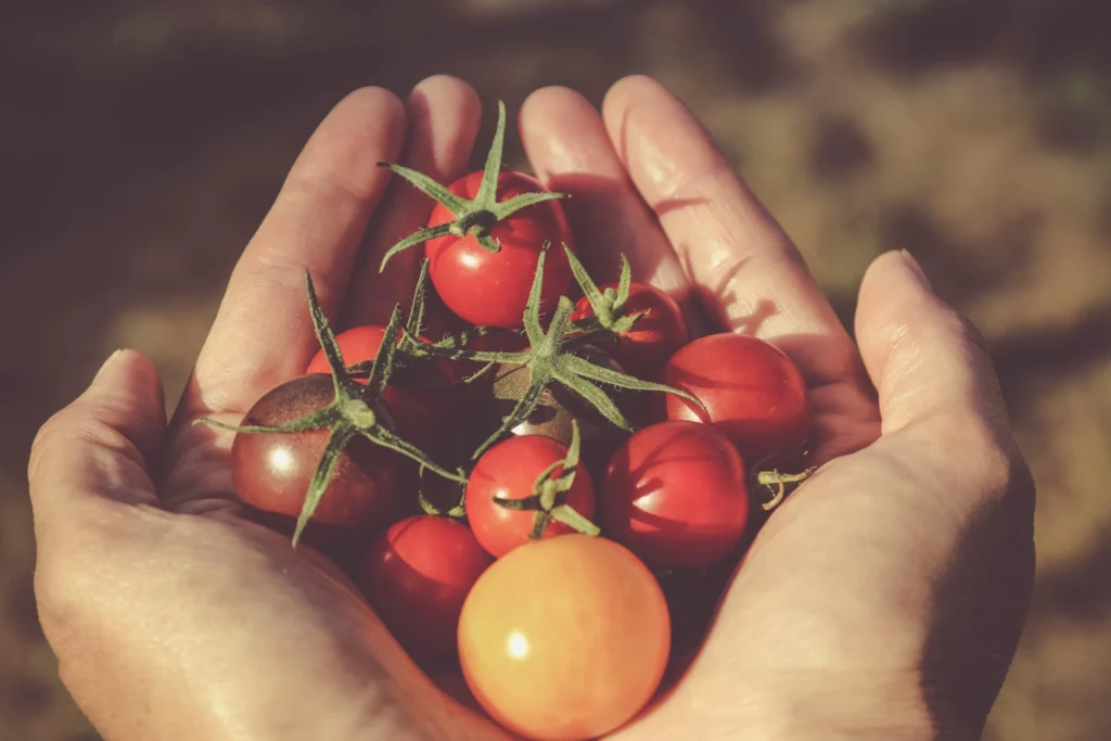 Hands holding fresh tomatoes