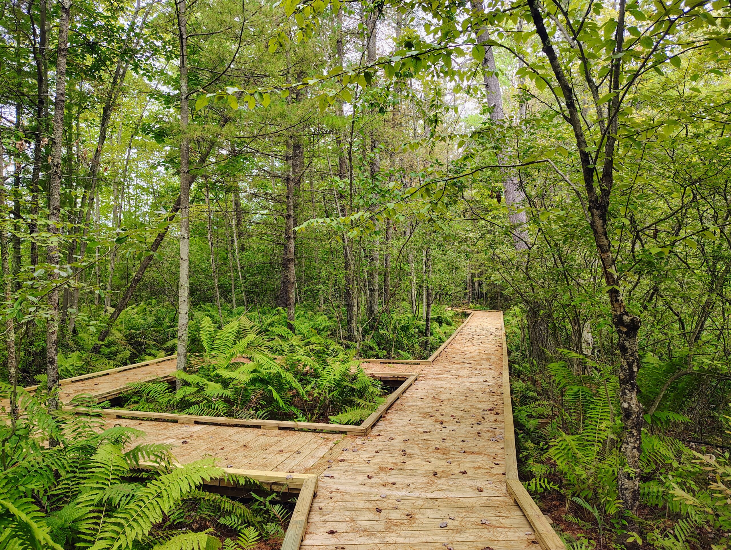 The Wetland Trail boardwalk stretches over the bog